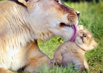 आफ्नो हैसियत अनुसार छोराछोरीलाई के बनाउने भन्ने