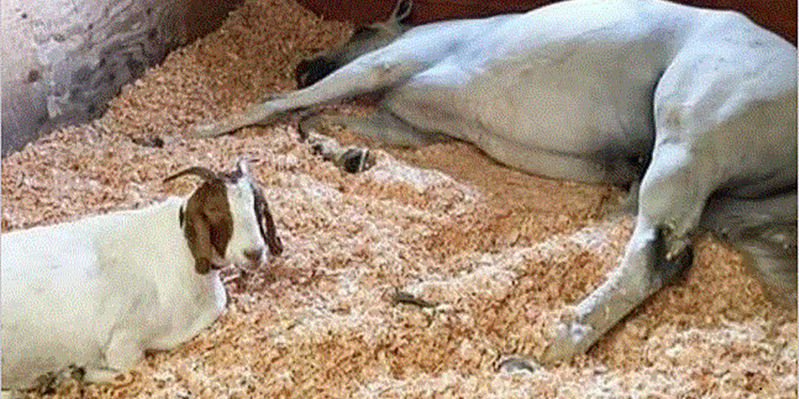 खशी र घोडाको कथा