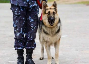 मध्येरातमा ४ जनाको हत्या, एक जना पक्राउ