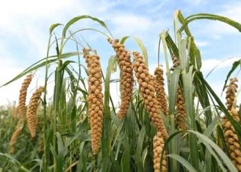 जेरो जातिको पुर्खा कागुनी