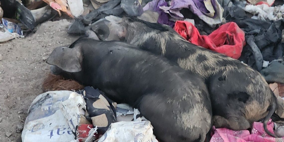 किन मुस्लिमहरूले सुँगुरप्रति घृणा गर्छन्